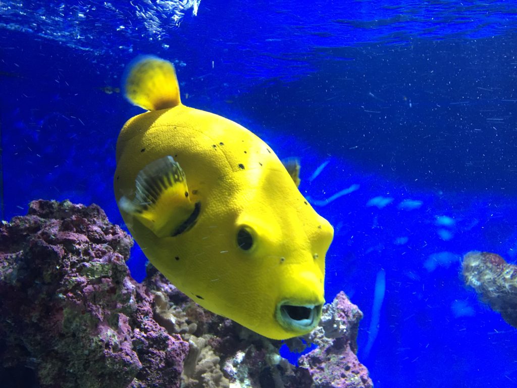 Poisson jaune