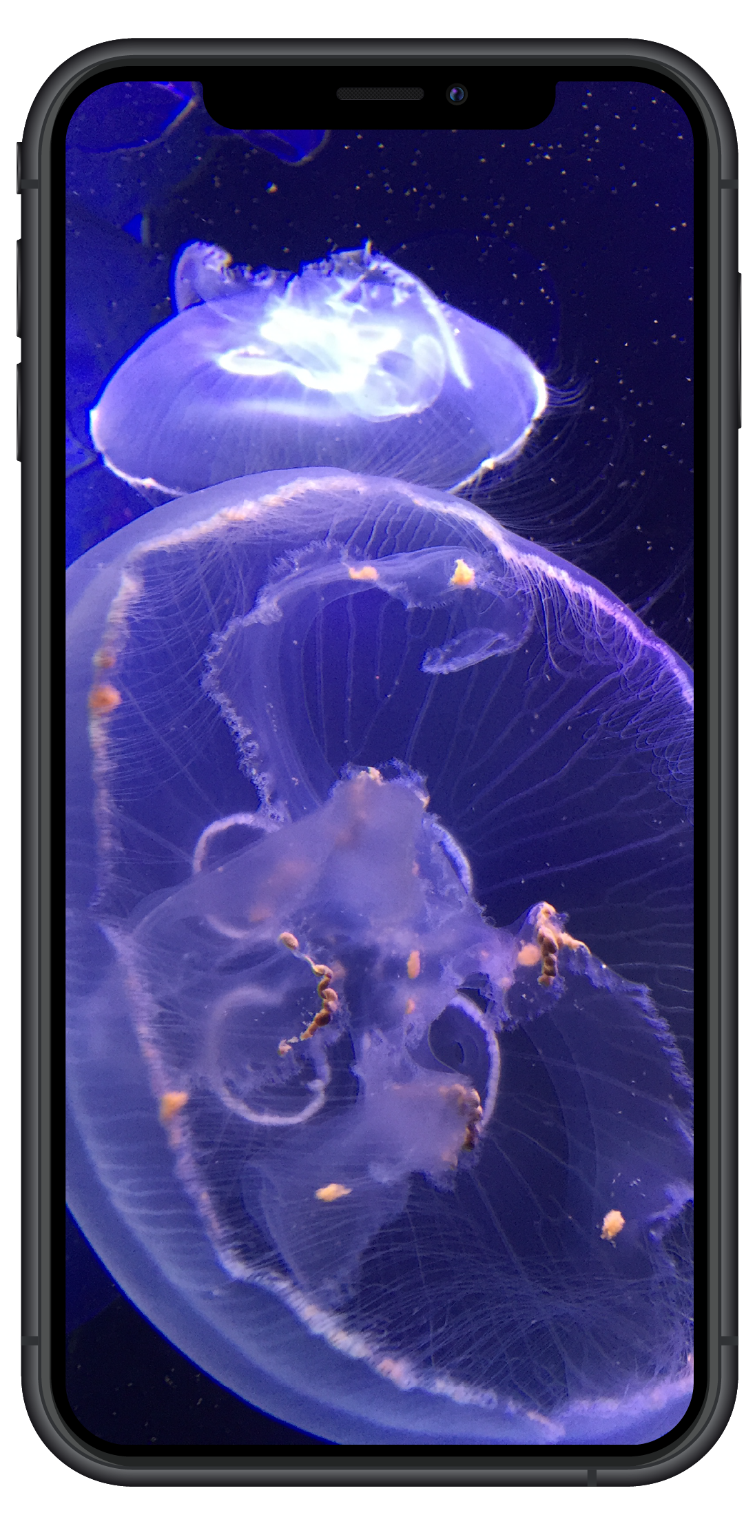 Design mockup d'iphone avec la photo d'une méduse